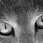 reseña kafka en la orilla