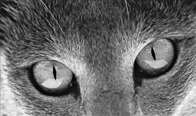 Kafka en la Orilla